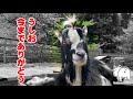 【悲しいご報告】うしおが永眠しました 介護ヤギ奇跡の4年2ヵ月 2023年7月17日 goat farm 吉がけ牧場