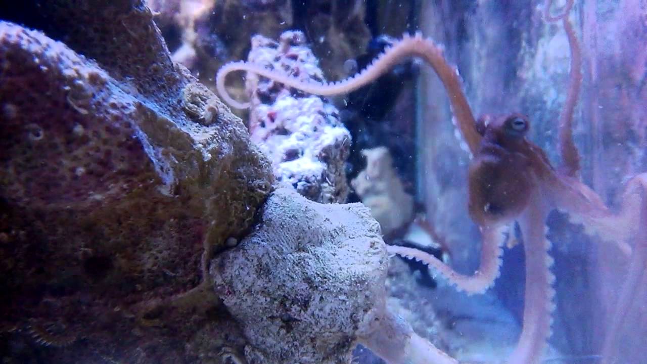 Octopus briareus 