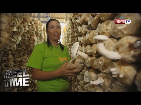 Video: Brown row mushroom: paglalarawan kung saan ito tumutubo
