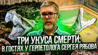 Три укуса смерти: В гостях у герпетолога Сергея Рябова