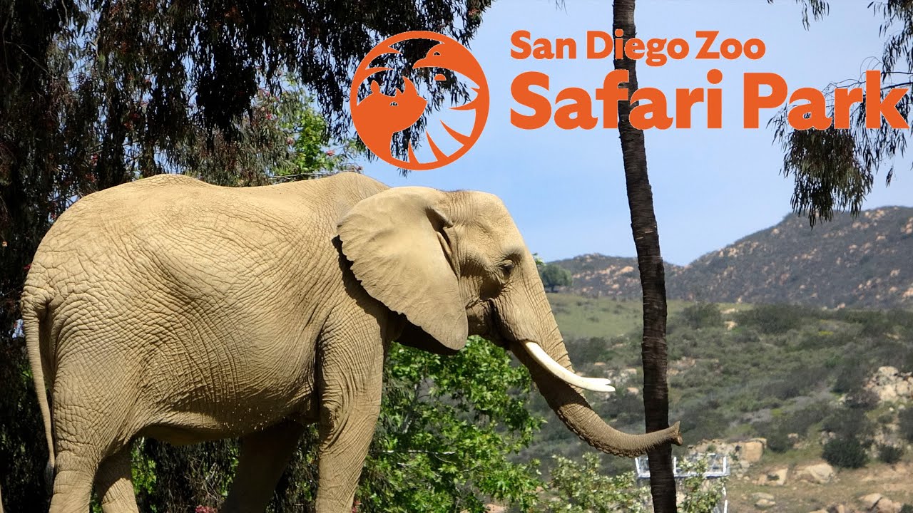 San Diego Zoo Safari Park Tour & Review with The Legend - YouTube