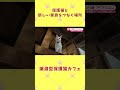 【高知】猫と人をつなぐ保護猫カフェの活動に密着