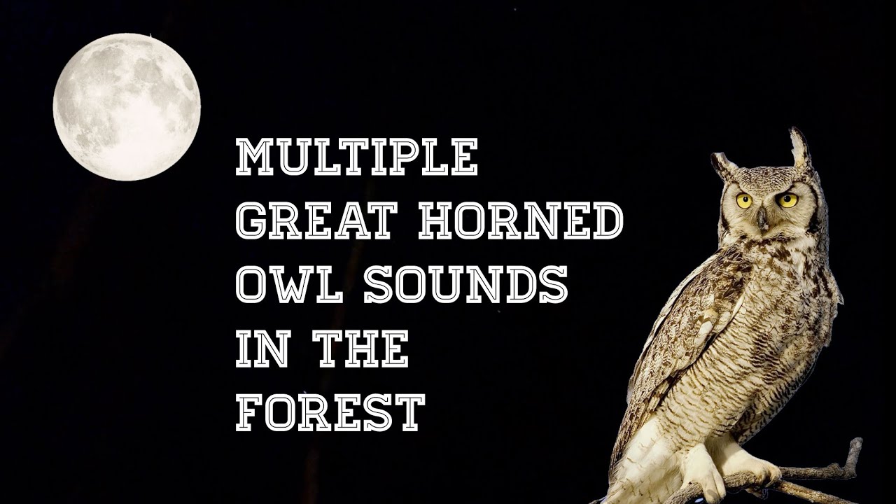 AUDIO UP! Great Horned Owl Sounds In The Forest At Night! 