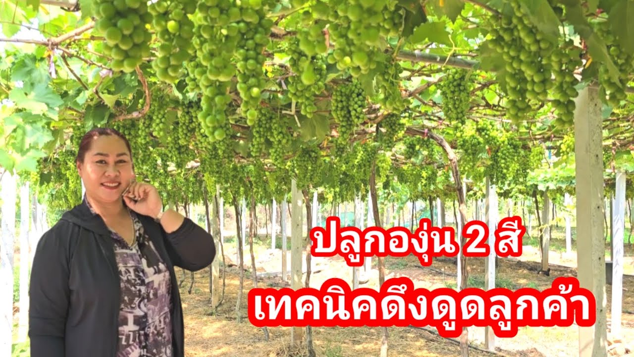 ปลูกองุ่นให้ดึงดูดลูกค้า!! สองสีสวยงาม ลูกค้าชอบ ถ่ายรูปสวย