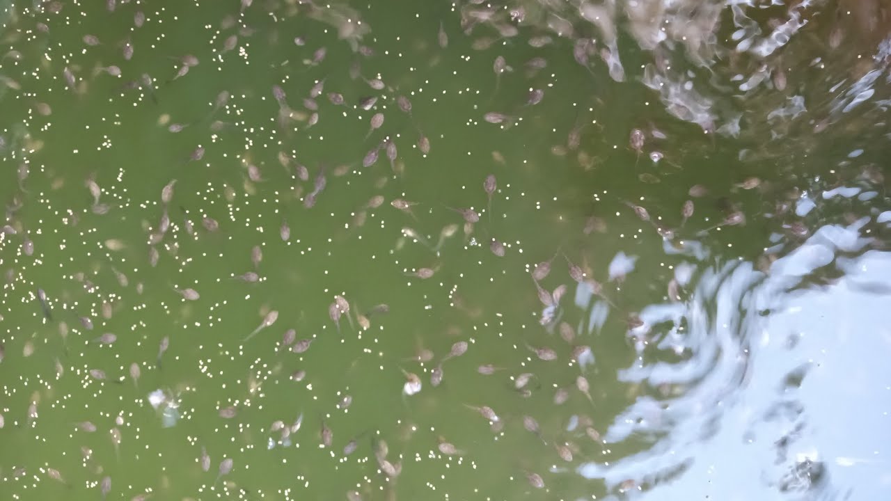 Nòng nọc 6 ngày tuổi