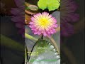 New Beautyful ♥️🪷 Flower Blooming In My Lotus Garden ❤️ Ravindra's Aquatic Bliss:-9950142501
