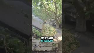 When Machines Harvest a Rainstorm of Pistachios #FarmTech #PistachioHarvest #fyp #Amazing