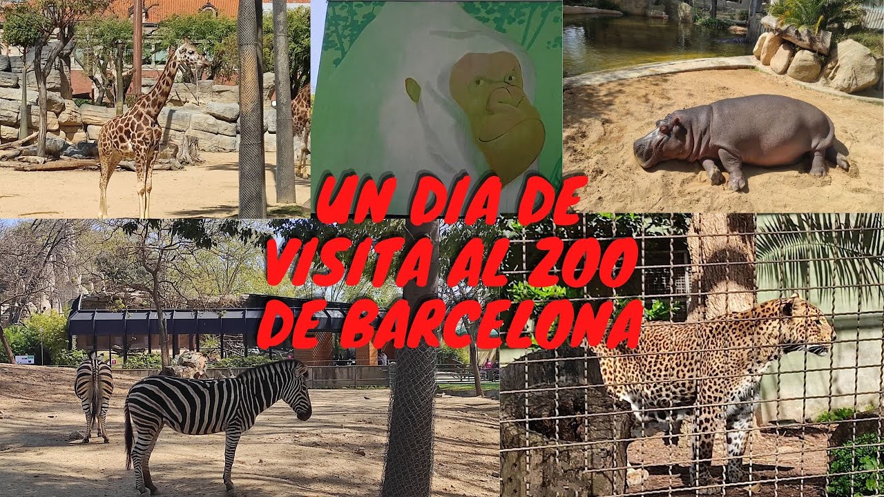 ZOO BARCELONA , un dia de visita con los animales. YouTube