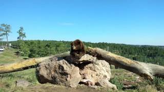 Bear Country USA