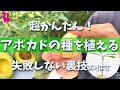 【超簡単】アボカドの種の植え方をプロ農家が実演します(水耕栽培・鉢栽培)