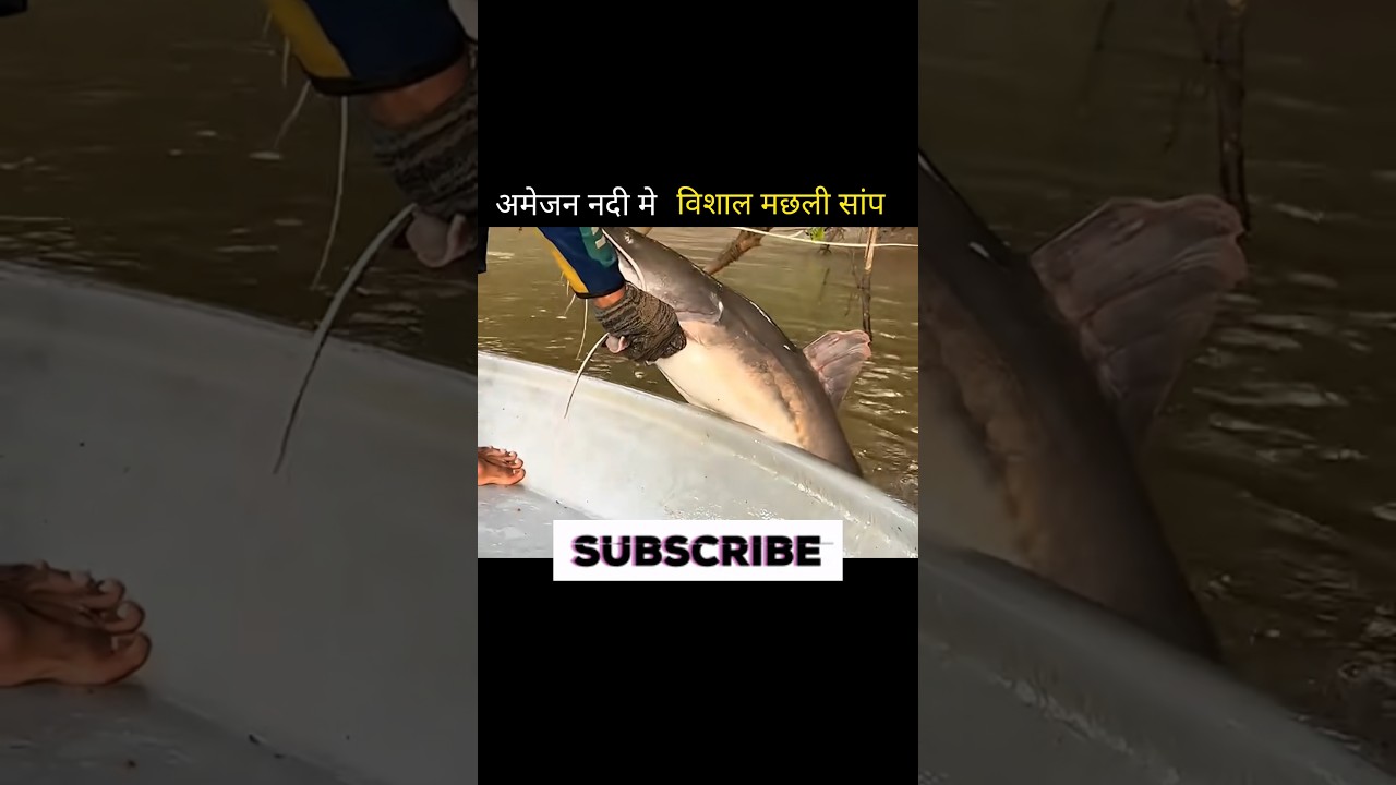 अमेजन नदी मे विशाल मछली सांप 😱#shortvideo #fishing #aivideo #shortsfeed #facts #youtubeshorts