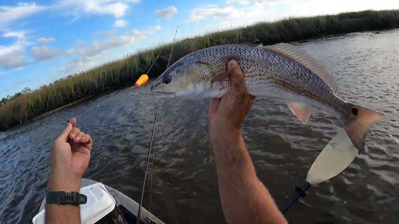 The Complete Guide to Redfish Fishing with Live Shrimp - FYAO