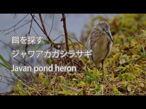 【餌を探す】ジャワアカガシラサギ Javan pond heron