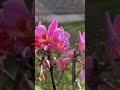 Розхристана бариня Santa Rosa#fleurs #orchidees #квіти #орхідея #phalaenopsis #peloric #пелорик #