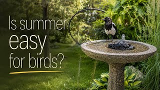 Why Feeding Birds in Summer Matters More Than You Think