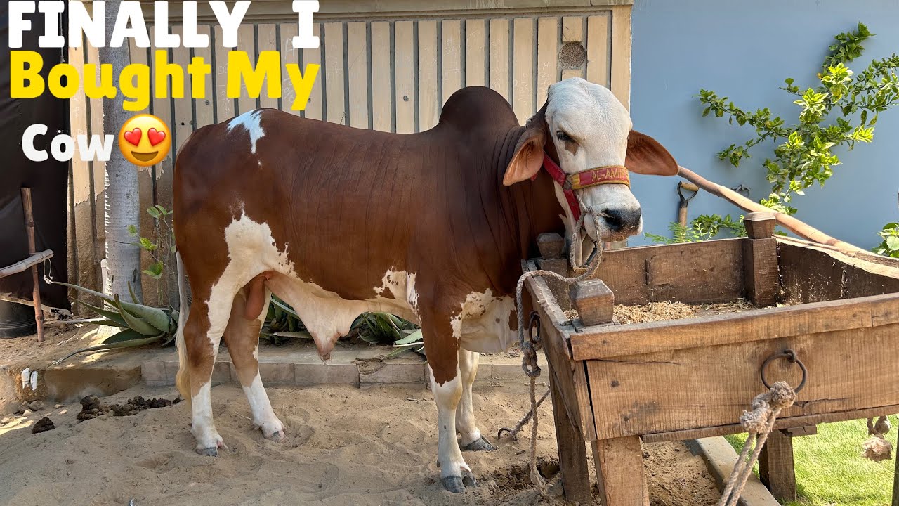 Finally I Bought My Cow 2025❤️ | Huzaim Khan World