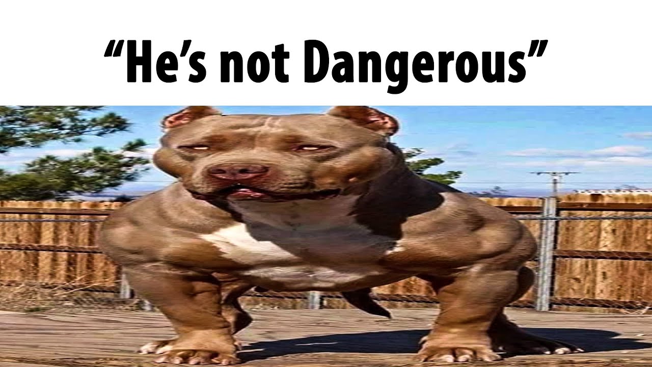 Pitbulls when they see a Kid YouTube