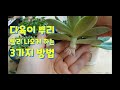 succulent plant. ,다육이 뿌리 빨리 내리게 하는 방법!  뿌리가 튼실하게 잘 나오고 있네요 ㅎ