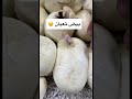 بيض الثعبان بيض الثعبان
