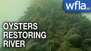 How thousands of oysters are helping restore and clean the Manatee River