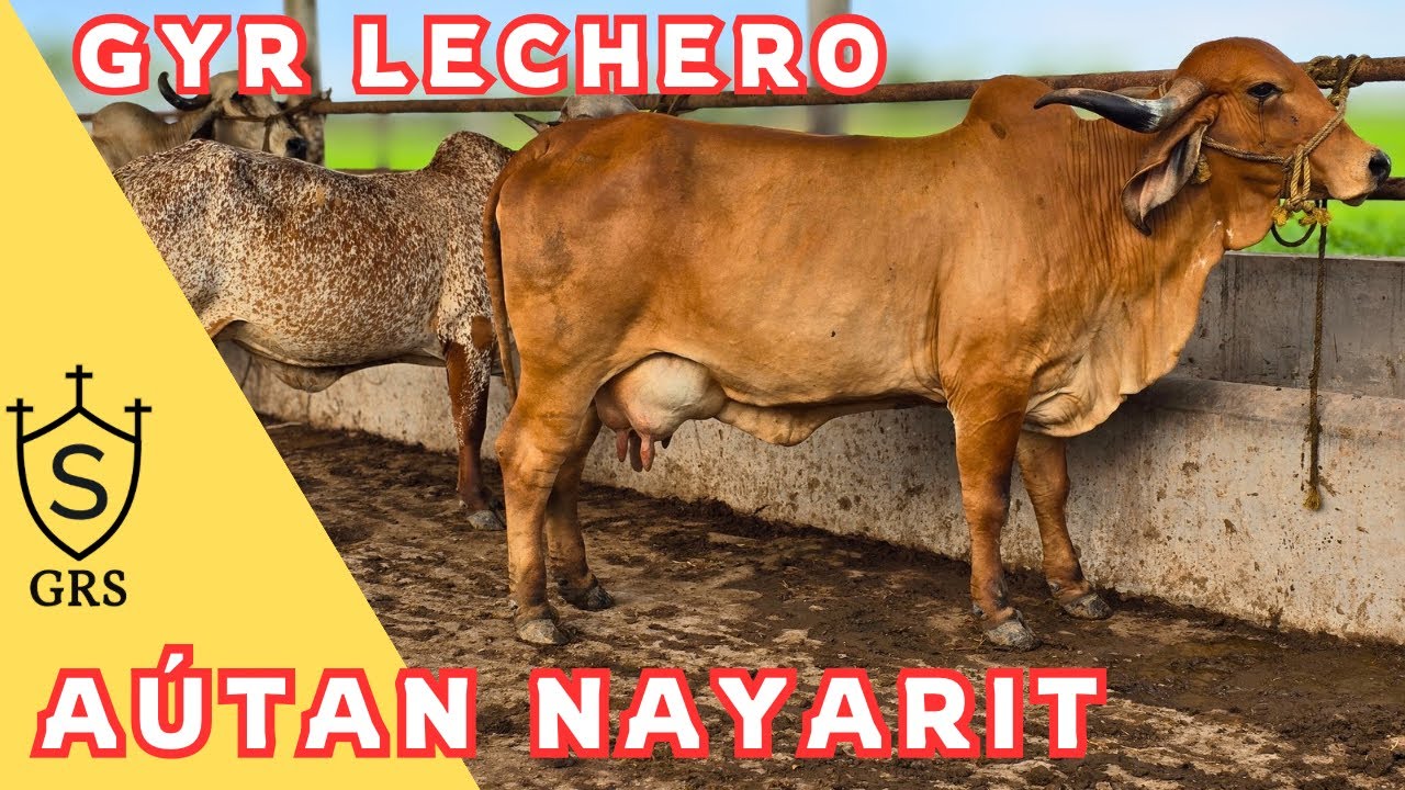 Ganado Gyr DESARROLLADO en POTRERO | Rancho San Julian