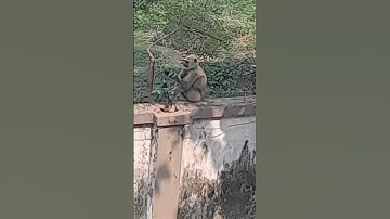 Monkey 🐒 beating dog #shorts #short #animals