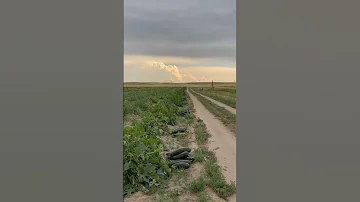 Zucchini S Harvests This 2025 