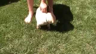 CHEWY - Temperament Testing - Yellow Lab Puppy at 5 weeks old