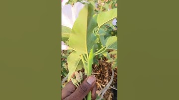 my first vlog 2023 #short#vlog#shorts#YouTube short video#trending shorts#viral vlog