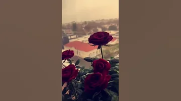 بتسرق كل اوقاتى وتشغل ياما تفكيرى 