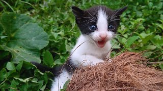 Two kittens lost in search of their mother by Loly Kitten 1,173 views 4 months ago 4 minutes, 46 seconds