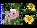 10 Tipos de Hibiscus