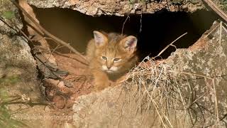 Jungle cat kitten call | Jungle cat baby video | Jungle cat habitat | जंगली बिल्ली या दलदल बिल्ली