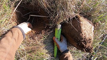 LIVE DIG ACTION!! Simplex SP24 and Equinox 6" coil hitting coins in beat up spot.