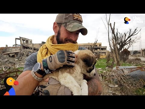 Video: The Rescue Story Of A Syrian Stray - As Told By Her Soldier