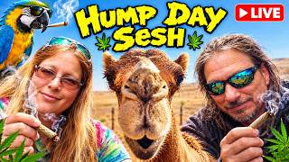 🐪 HUMP DAY SESH LIVE! 😂🔥 | Tracy & Don Hangout | Good Vibes & Chill!