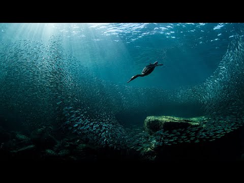 Video: Havets Skjønnhet Og Kraft I Fotografier Av Vinnerne Av Ocean Photography Awards 2020
