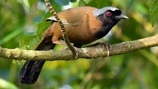 Poksai Leher Hitam, Penyanyi Yang Cantik Dengan Nyanyian Yang Kaya Dan Merdu