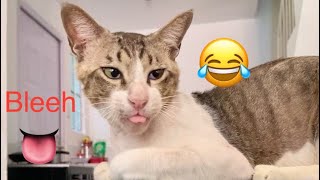 Cute Baby Kitty Cat Was Always On Fierce Face When Encountering A Human On This Video #cat #yt #fyp