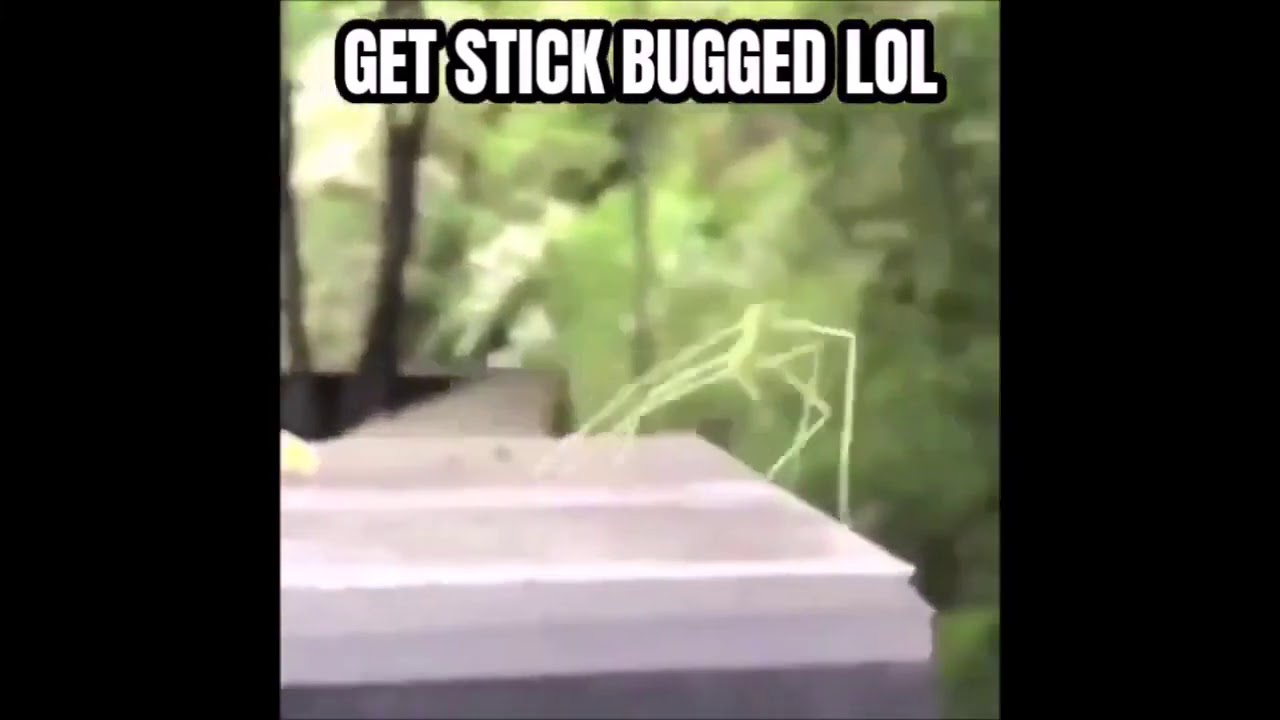 Get Stick Bugged lol - YouTube.