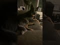 Heeler love🤦‍♀️🤷🏻‍♀️#heelers #heeler #puppylove #doggo