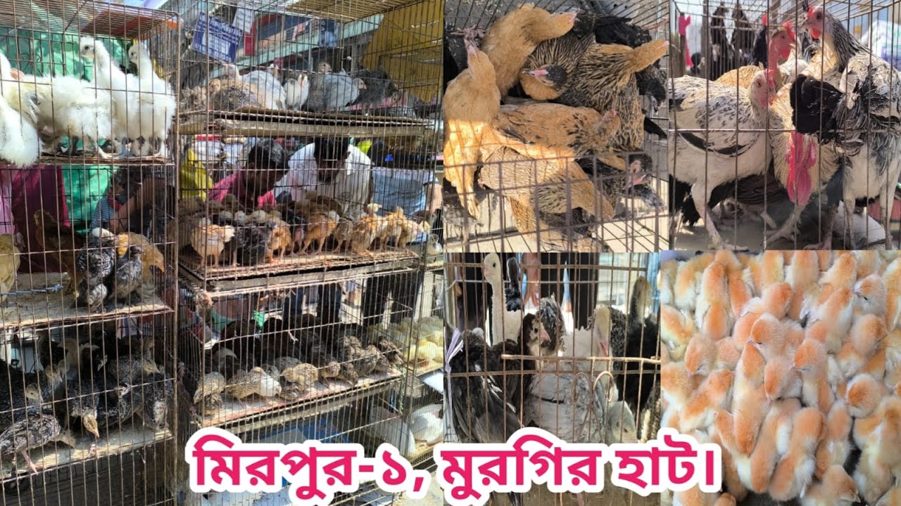 Mirpur 1 chicken hat। দেশি মুরগি টাইগার মুরগি ফেন্সি মুরগির আমদানী । Shorif & Chicken BD। #398