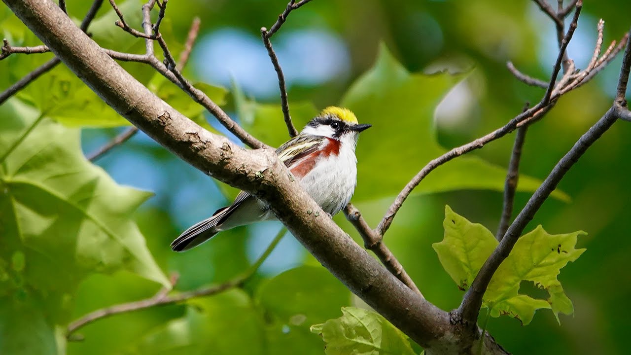 Chestnut sided Warbler (10 June 2020) 