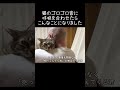 猫のゴロゴロ音に呼吸を合わせたら、こんなことになりました【元野良猫ピースケ】 #shorts #初老夫婦とねこ #元野良猫 #ピースケ