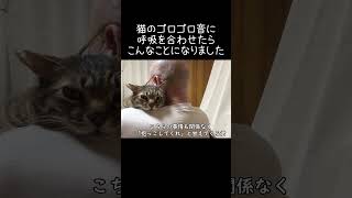 猫のゴロゴロ音に呼吸を合わせたら、こんなことになりました【元野良猫ピースケ】 #shorts #初老夫婦とねこ #元野良猫 #ピースケ