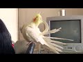 Today's My happy Cockatiel | Relaxing and Preening | オカメインコのカメちゃん イスの背もたれも好き