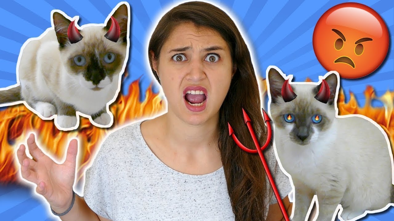 Mes Chatons Ne Font Que Des Betises Youtube