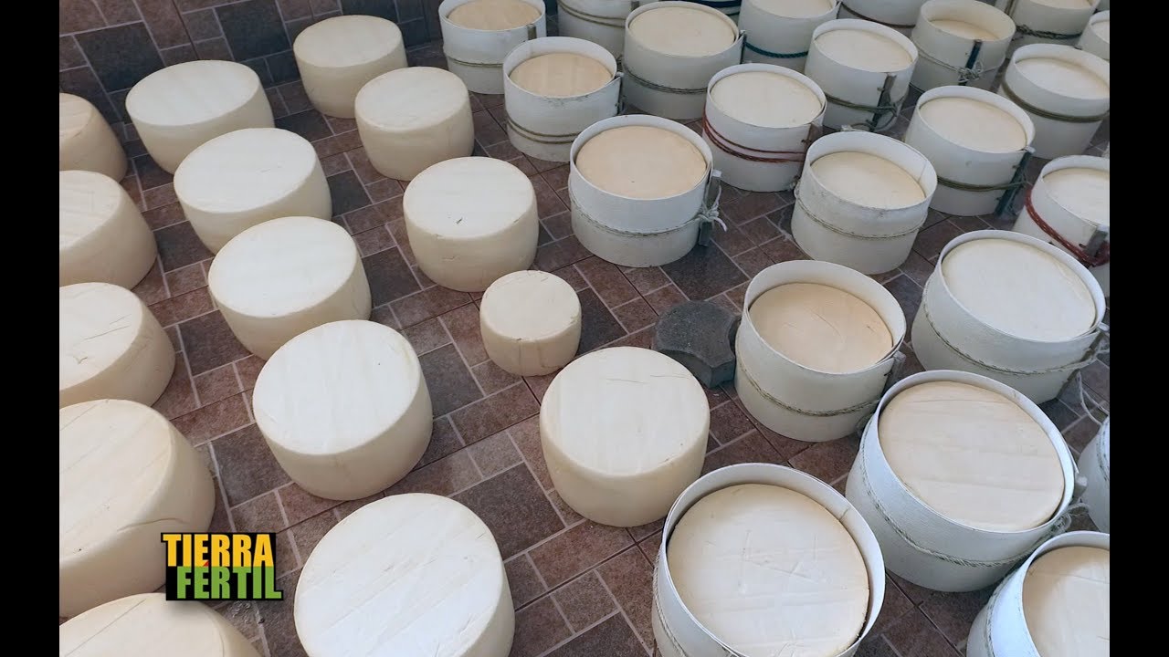 TIERRA FÉRTIL TV-ELABORACION DE QUESO COTIJA EN JILOTLÁN DE LOS DOLORES,JALISCO(25.08.18)