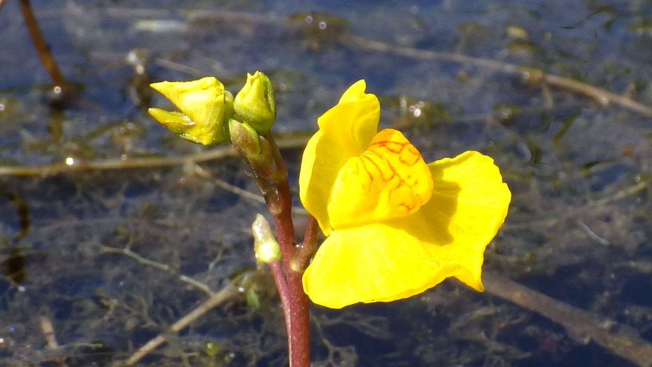 bublinatka jižní (Utricularia australis R. Br.) bublinatka nebadaná
