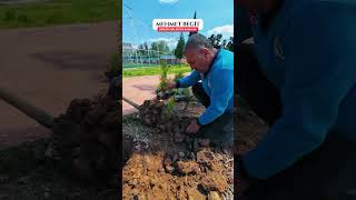 Birecik Sahili’ne Yeşil Dokunuş: 3 Bin Mazı Çamı Toprakla Buluşuyor #Haber #Sondakika #Gündem